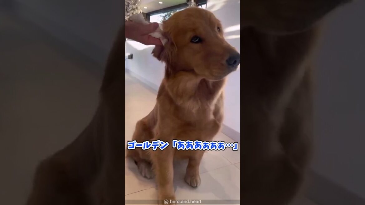 ゴールデンレトリーバー見て癒されたら寝ろwww #動物 #犬 #2ch動物スレ