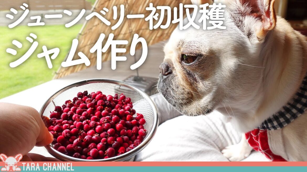 甘くて美味しいジューンベリー収穫 ワンコも食べられるジャム作り【フレンチブルドッグ】