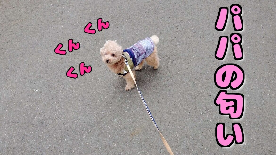 お散歩中いないはずのパパを匂いだけで探し当てた愛犬が天才だった！