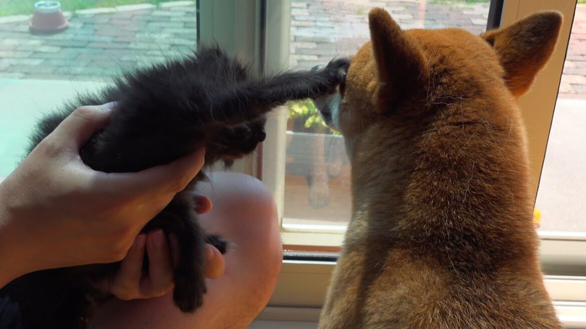 子猫の大冒険！母親役の柴犬が見守る優しいルームツアー。