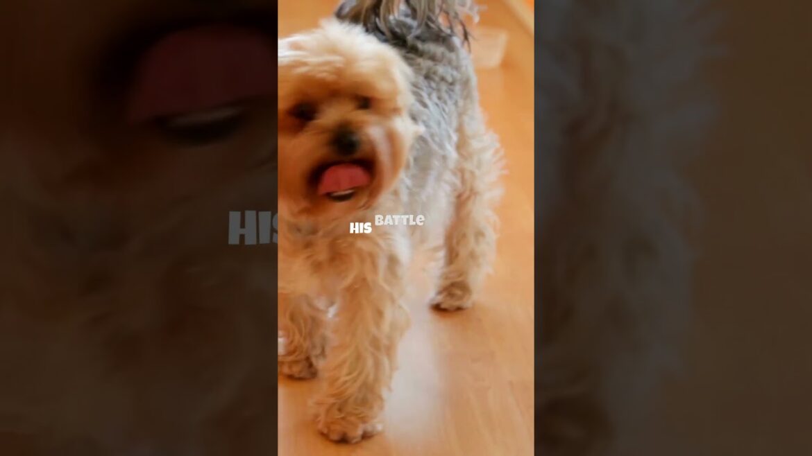 Yorkshire Terrier Cute Small Dog Funny Moments Extravaganza! 🐶🤣   #FunnyDogs #DogHumor  #cutedog