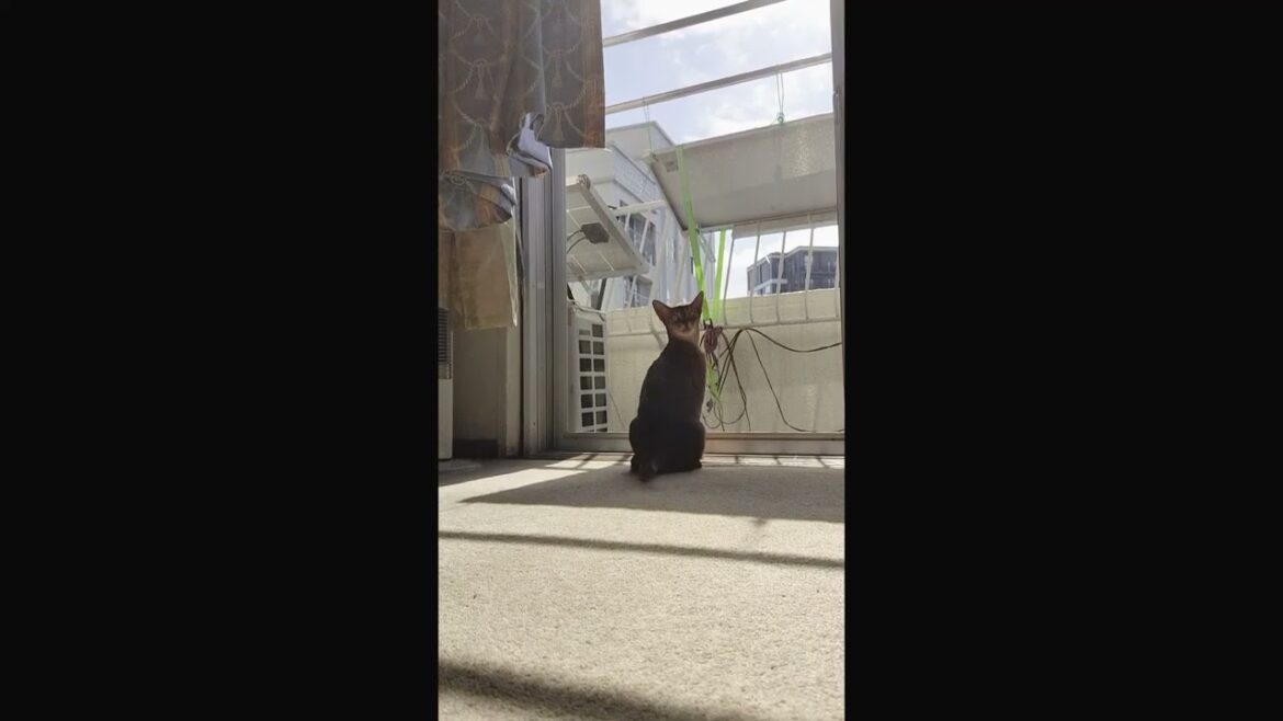 ネコ動画あび＃3573　あびの毎日　アビシニアン　あび