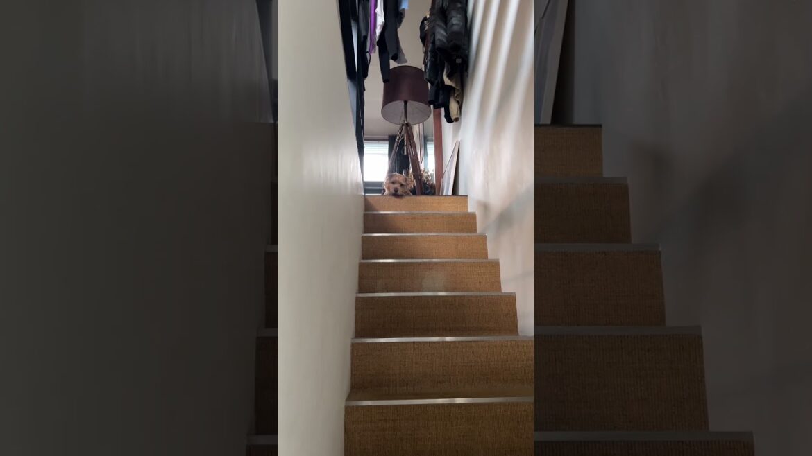 【おはようなのだ】#shorts #norfolkterrier #dog #kichi #cutedog #terrier #吉 #階段 #stairs #おはよう