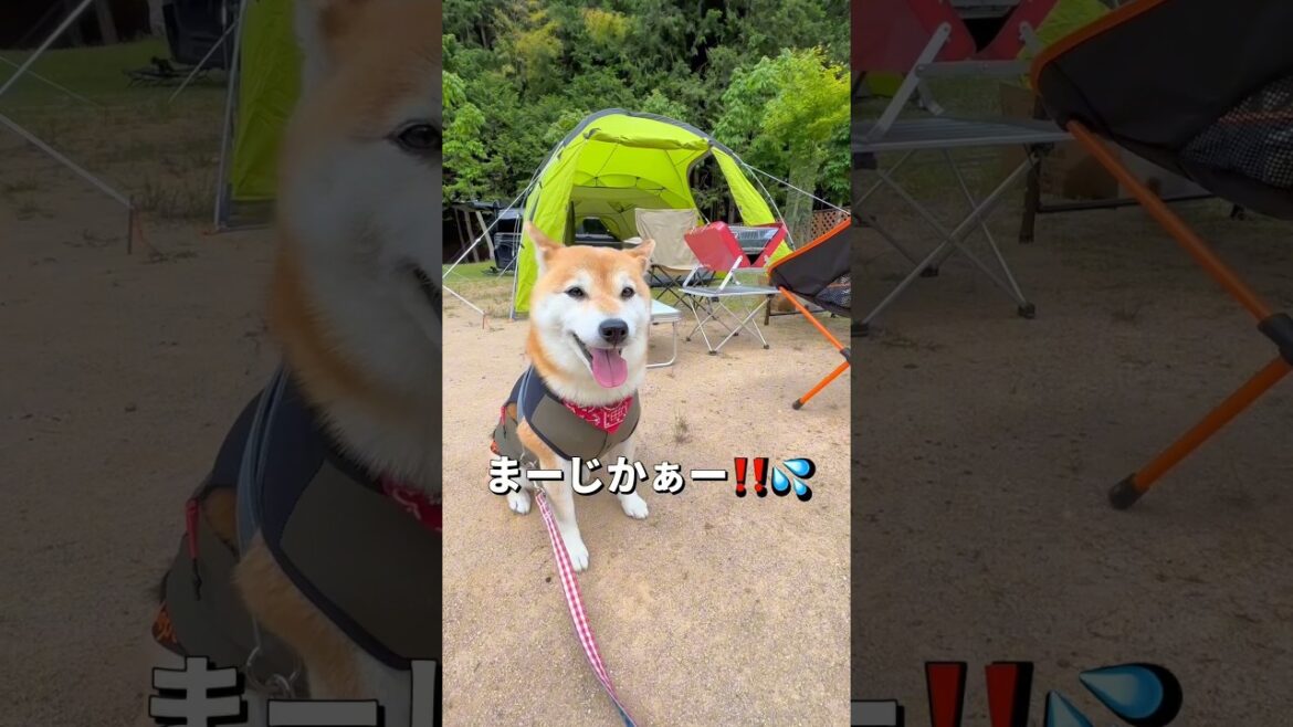 キャンプ🐶🏕（テント編）#柴犬 #チワワ #shorts