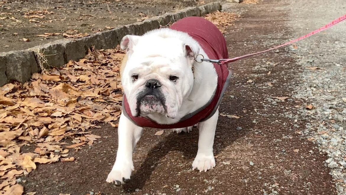 【ブルドッグ】散歩のやる気スイッチの入った犬　English bulldog