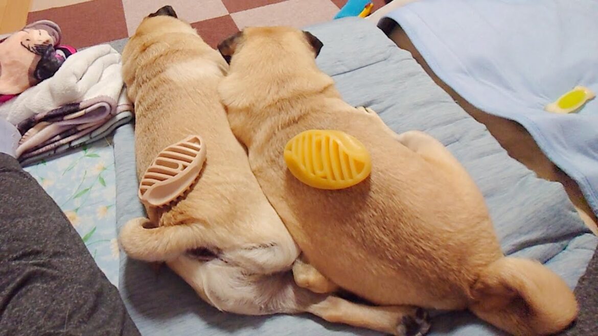 ブラッシングをしてると近づいてきて添い寝をするお兄ちゃん大好きな弟パグくん♡|と思ったらいつものカジカジ動画|パグのぺろぽん兄弟pug犬| ブラッシングをしてると近づいてきて添い寝をするお兄ちゃん大好きな弟パグくん♡|と思ったらいつものカジカジ動画|パグのぺろぽん兄弟pug犬|