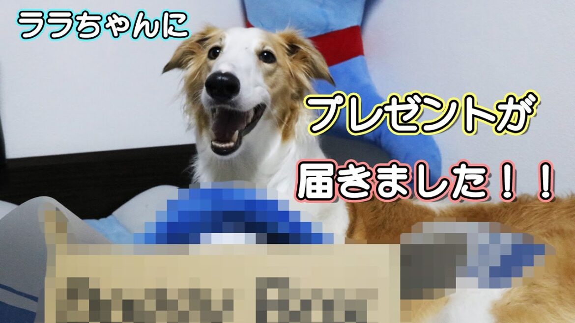 プレゼントに犬はどんな反応をするのか？？【大型犬ボルゾイ】