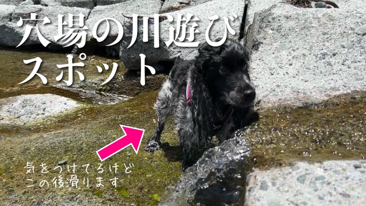 【外遊び#6】穴場の川遊びスポット　イングリッシュコッカースパニエル「みみ」の気持ち
