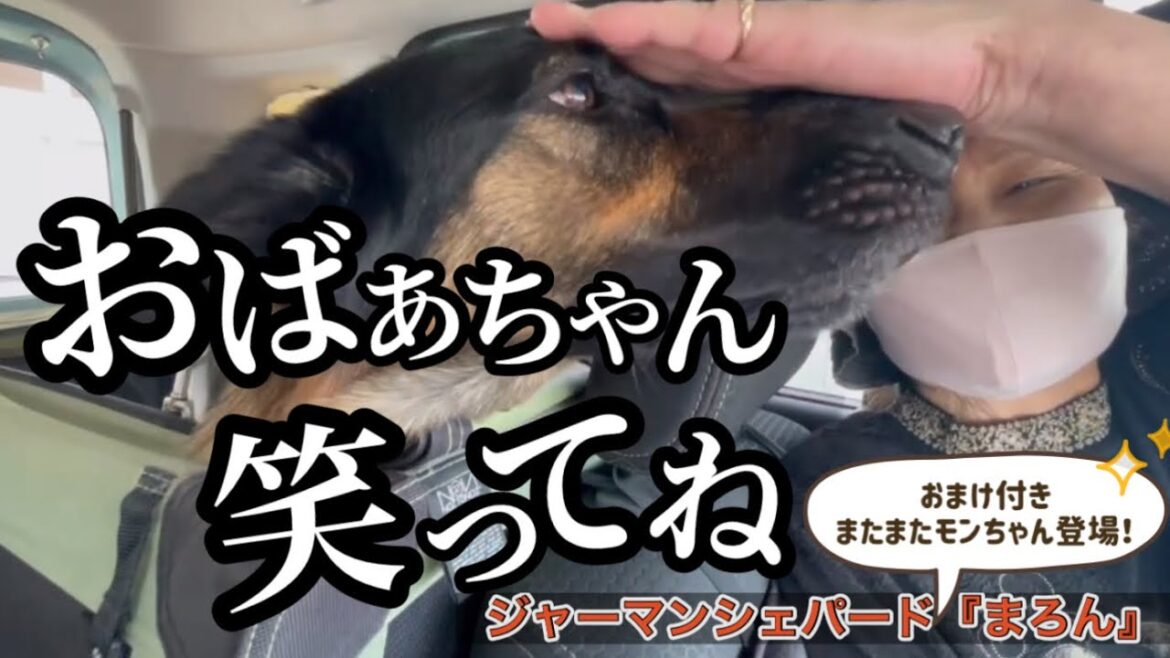 【ジャーマンシェパード】シェパードまろんは、おばぁちゃんのお薬☺️うつ症状が出てもまろんが笑顔にしてくれます🐶今日も笑わせてくれてます☺️