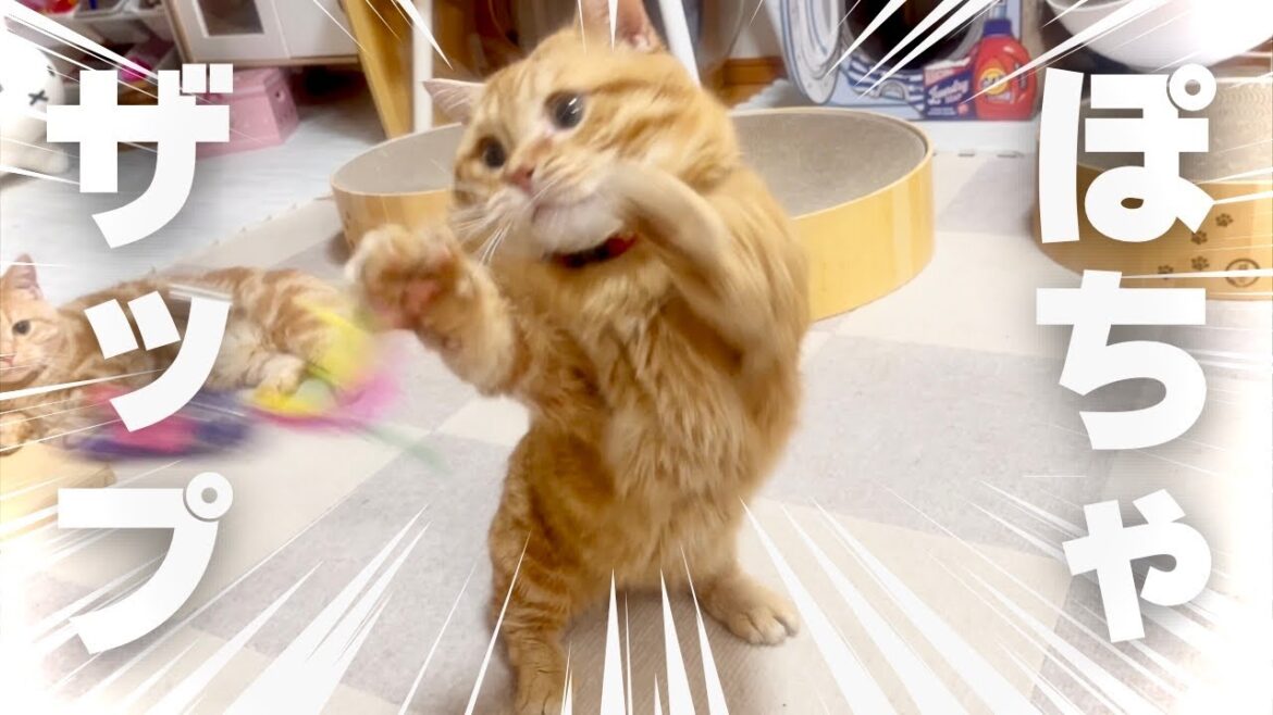 優しい兄猫が弟猫のおもちゃを欲しくなってしまった瞬間 #マンチカン