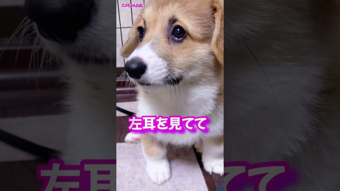 たれ耳にさよなら #corgi #コーギー #shorts
