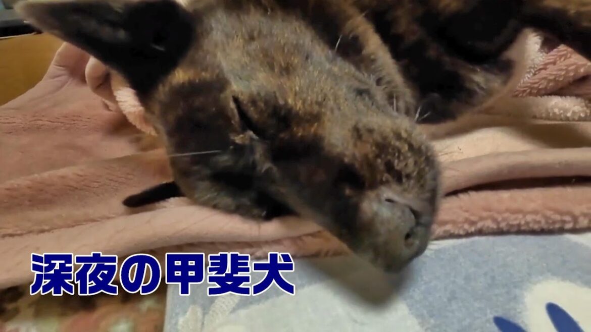 真夜中の甲斐犬を起こしてしまった-　甲斐犬いち