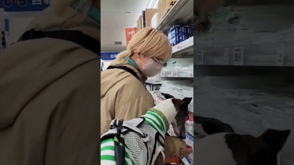 ホームセンター大好き犬芸人🛒ミスターマックス編🐶ウィペットのカイトおじさん🤗 Whippet Dog KAITO Like Mass Retailer "MrMax" FUKUOKA JAPAN