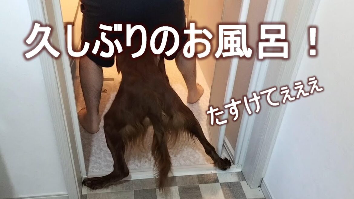 久しぶりにシャンプーをしたら今回も戦いでした・・・｜アイリッシュセッター