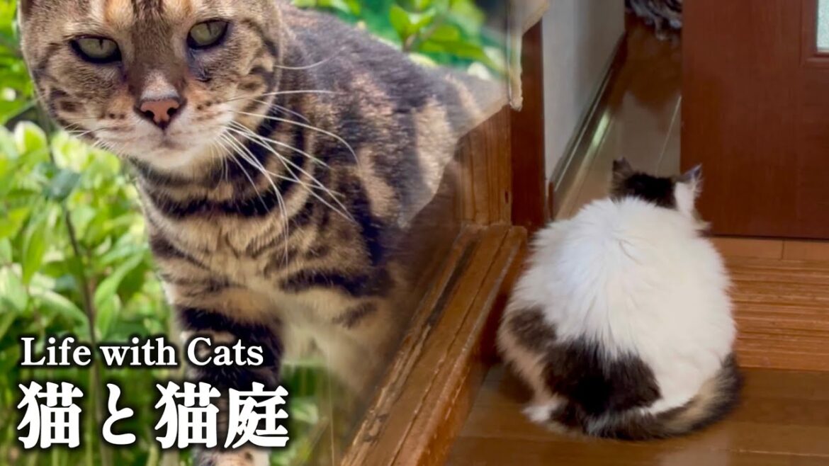 保護猫たちのちょっとした変化と猫庭のワクワク