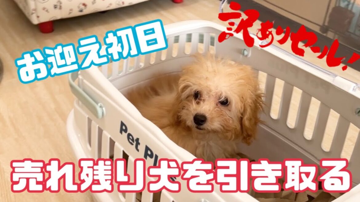 【家族が増えました】 売れ残り犬を引き取った結果、、、  #犬 #dog #トイプードル