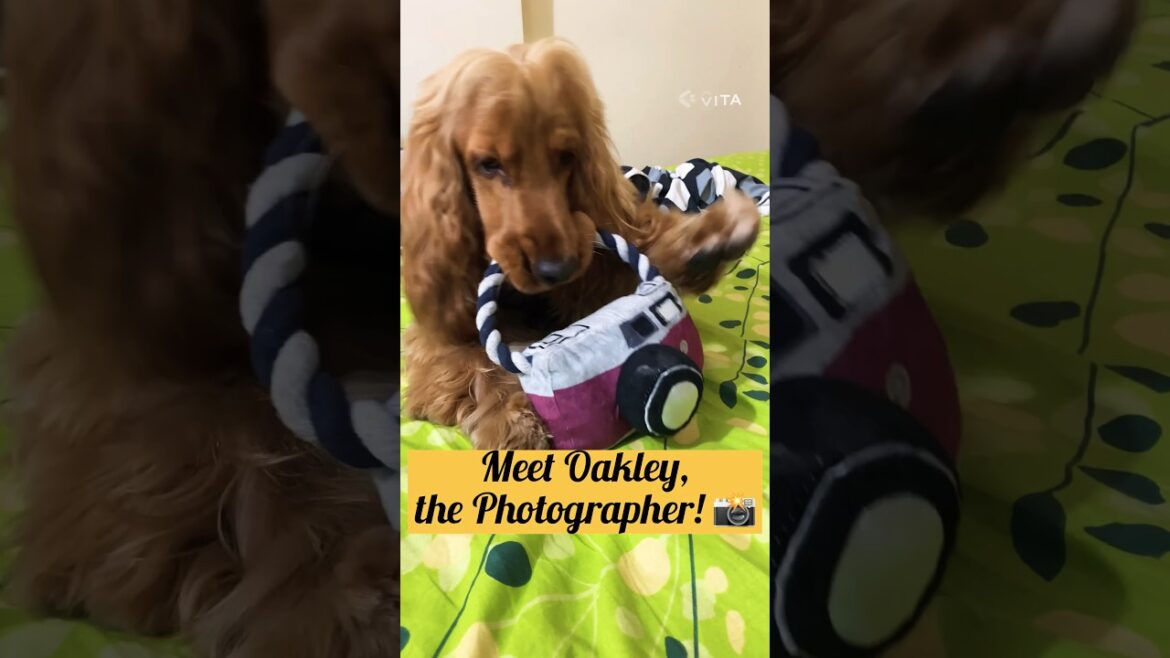 Oakley the Photographer: Say Cheese! 📸🐶#shorts #dog #cockerspaniel