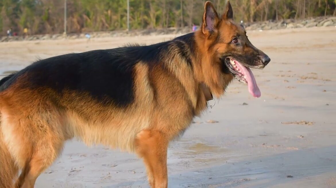 ジャーマン・シェパード・ドッグ - German Shepherd