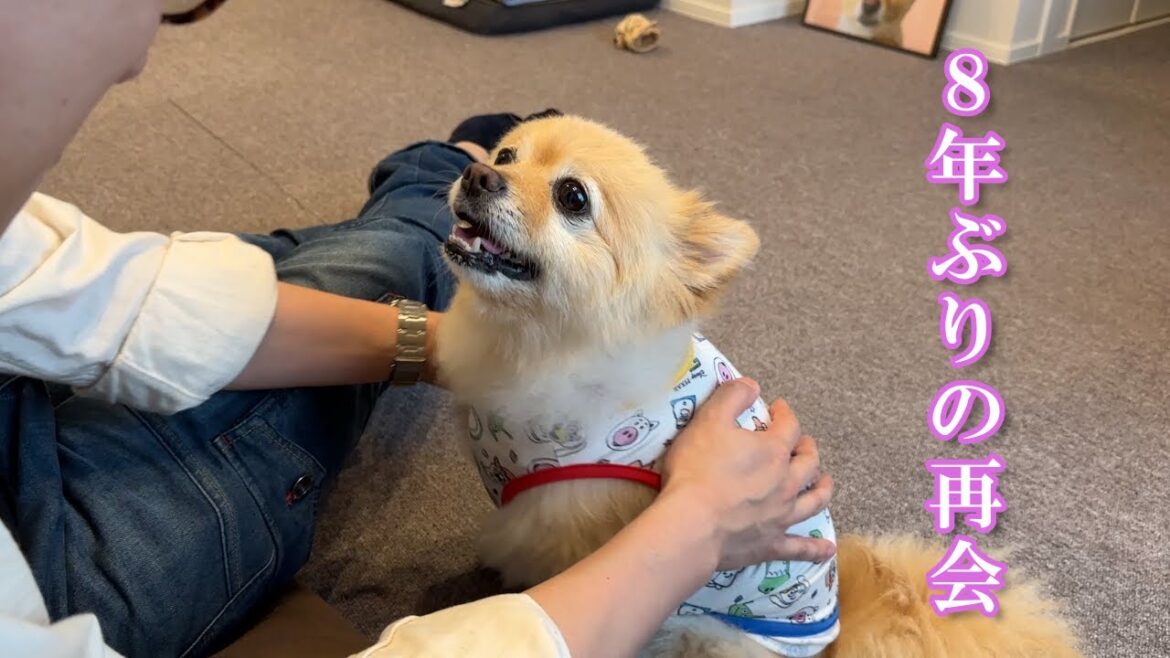 【歓喜】友達と8年ぶりに再会した愛犬がこうなりました…笑