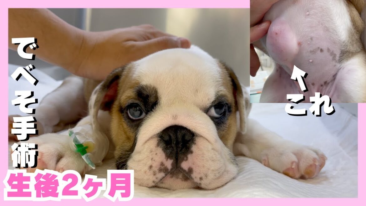 【ブルドッグ子犬】臍ヘルニア手術日の様子をお見せします