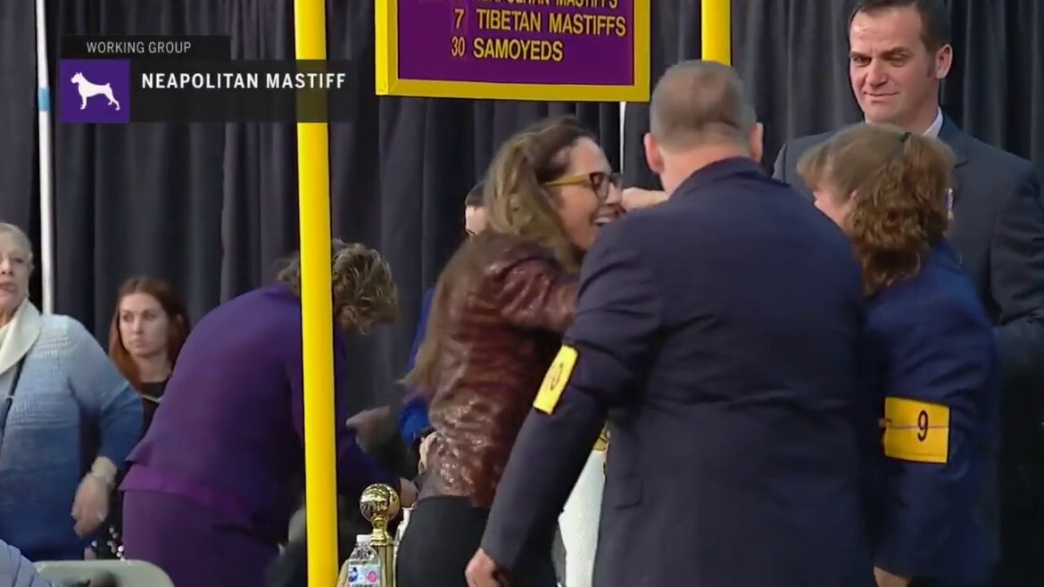 Neapolitan Mastiffs | Breed Judging 2019