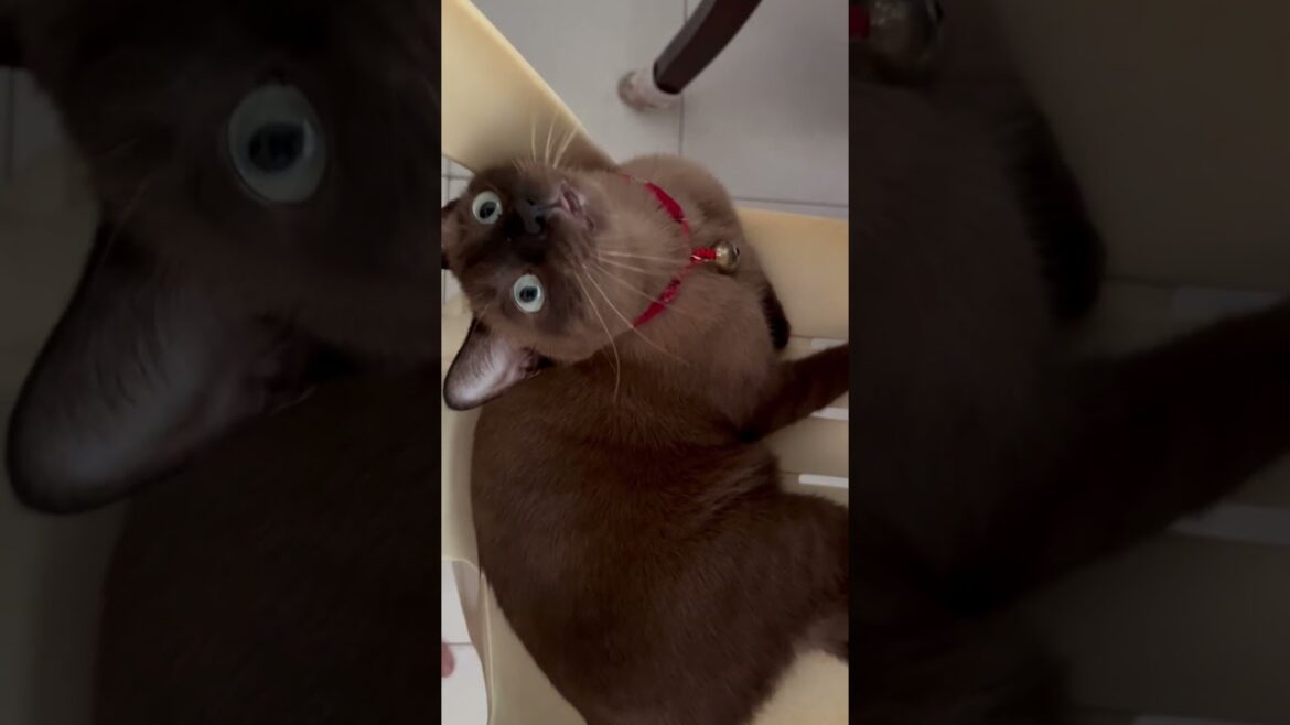 How to say hello to your cat | #cute #siamese #cat