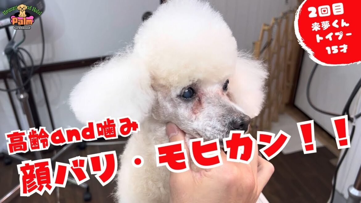 噛み犬トリミング３回目のモヒカンカットのトイプードル！