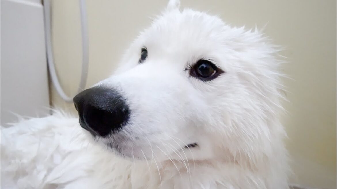 お風呂で抵抗しすぎてママから怒られちゃった時の反応が可愛すぎました…