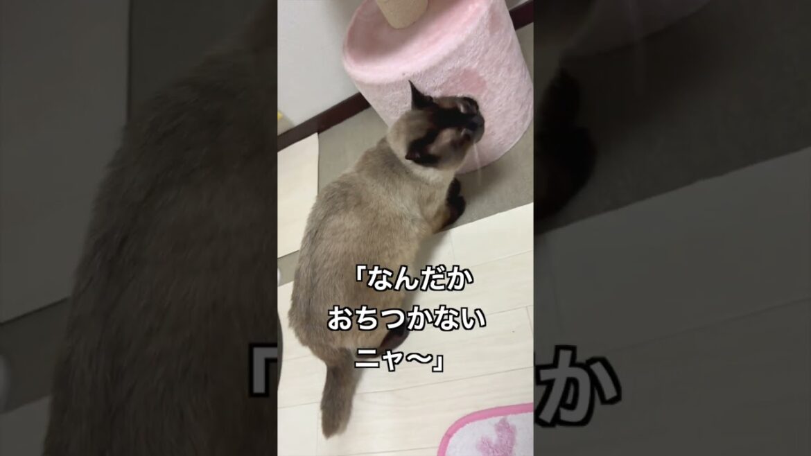 雷が鳴った時の大きなシャムミックス猫の反応 #shorts #猫動画 #cat