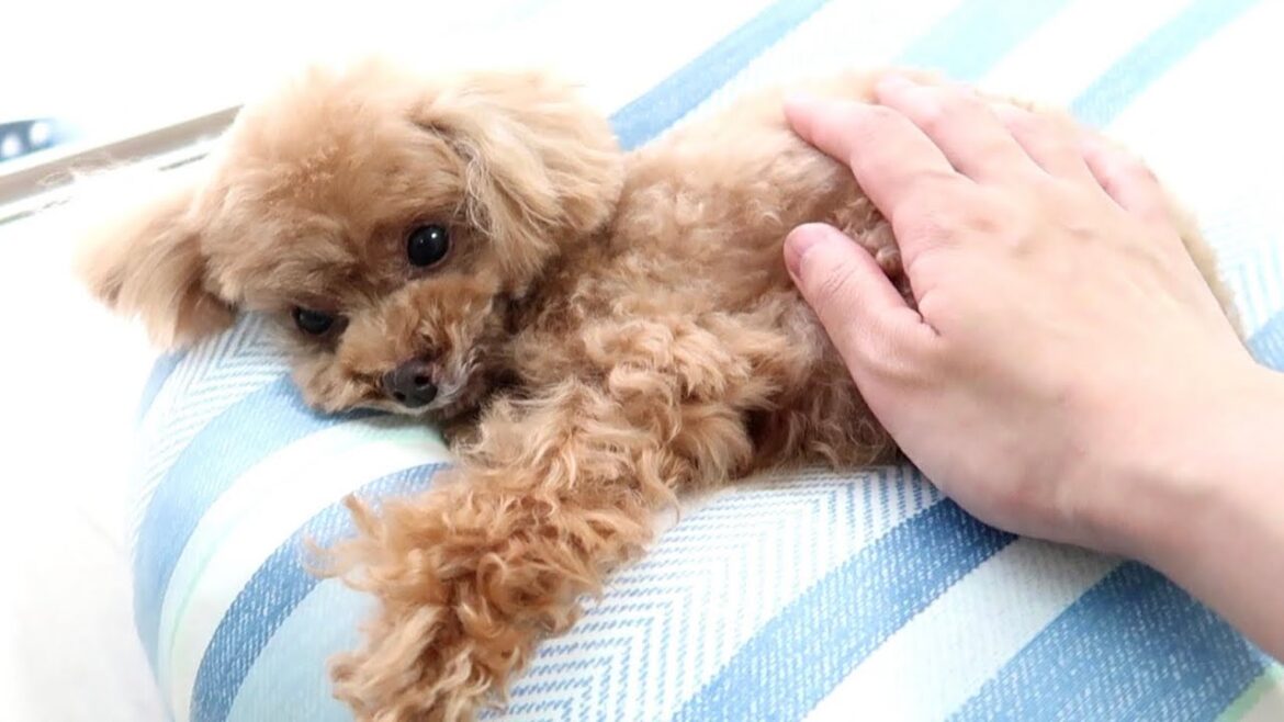 朝からベッドで泳ぎまくる犬がかわいいｗ【トイプードルのコロン】