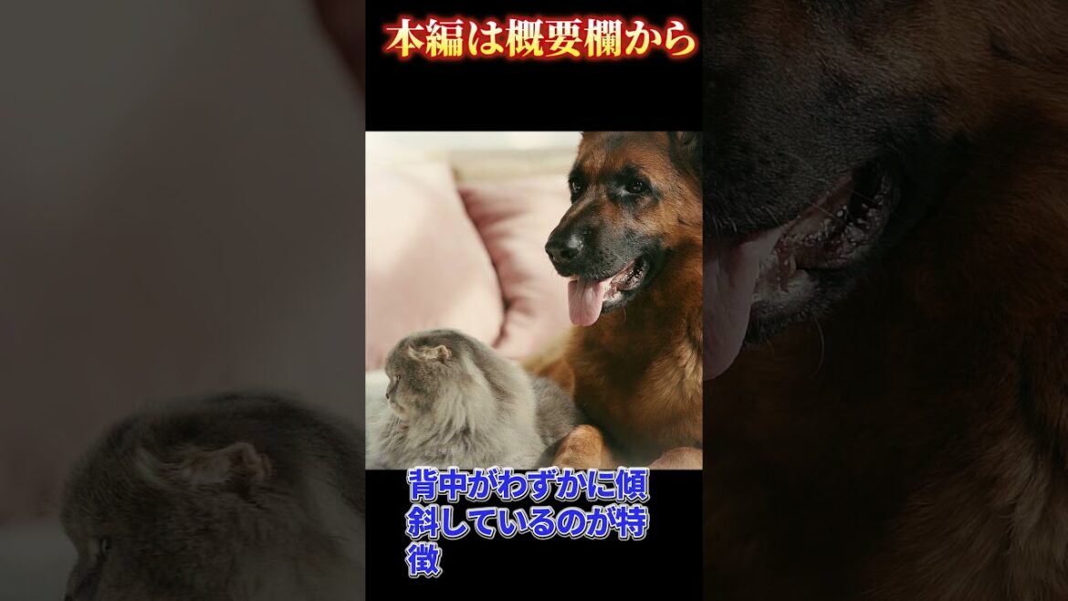 ジャーマンシェパードドッグってどんな犬？その特長と魅力を紹介_#世界の犬猫動物CH_#shorts