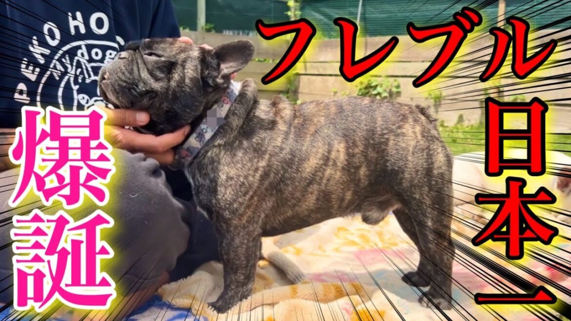 時価数百万‼︎日本一のフレンチブルドッグが爆誕したぞ‼︎