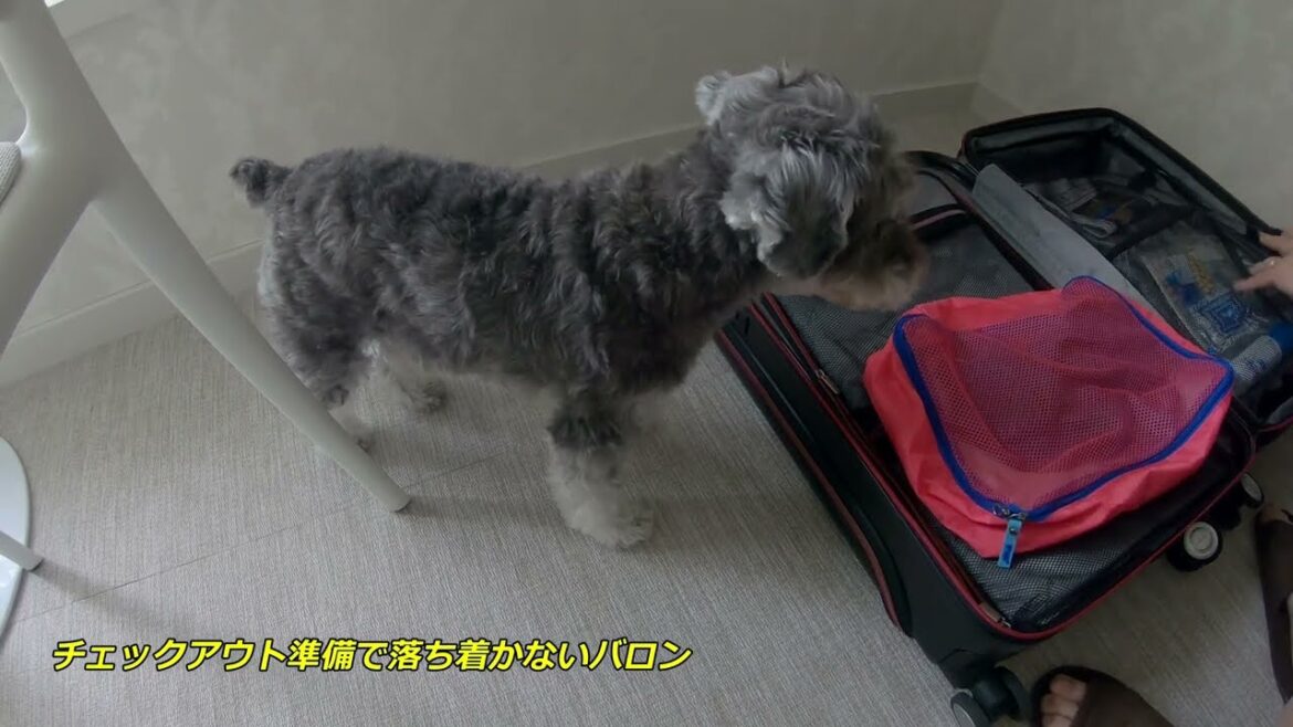 バロン、久々の軽井沢旅行Part4 最終日