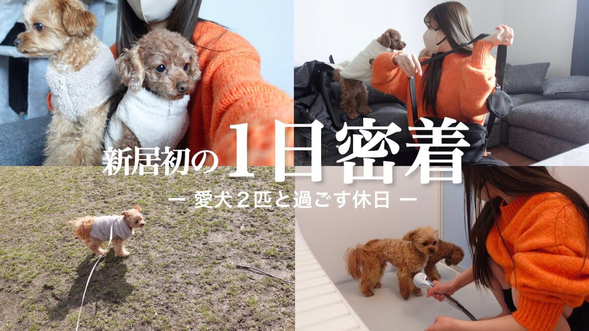 【休日】ほぼ新居完成!慣れない新居での新生活 【休日】ほぼ新居完成!慣れない新居での新生活