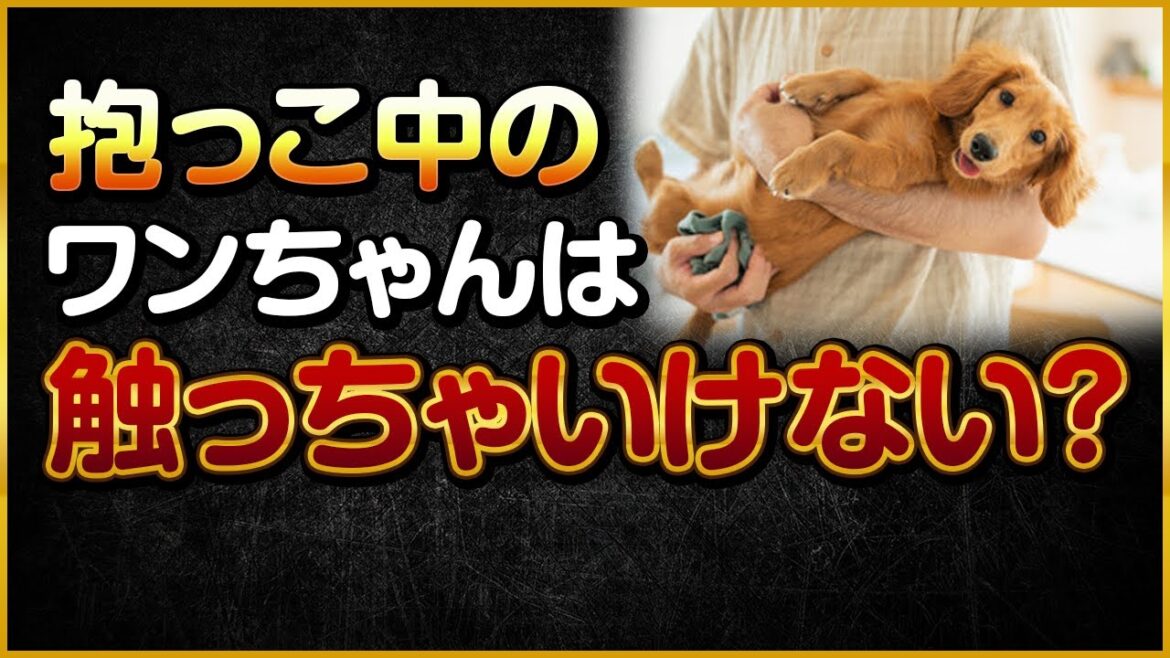 抱っこ中のワンちゃんは触っちゃいけない? 抱っこ中のワンちゃんは触っちゃいけない?