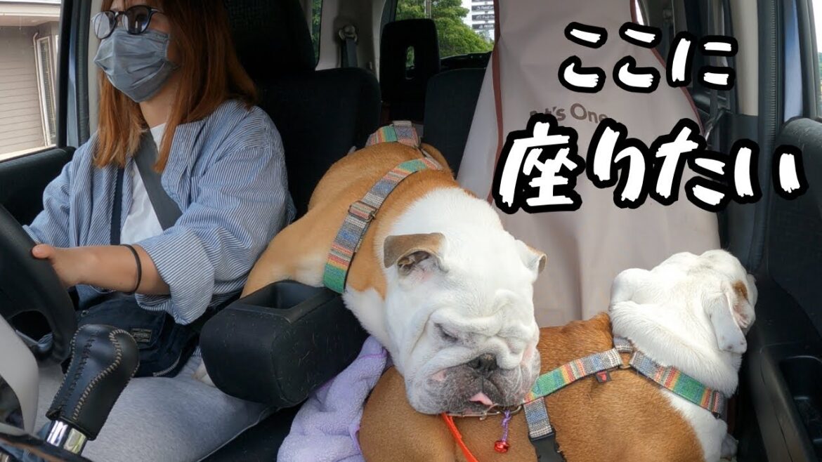 助手席に座りたいアピールが独特過ぎるブルドッグのぶるまる