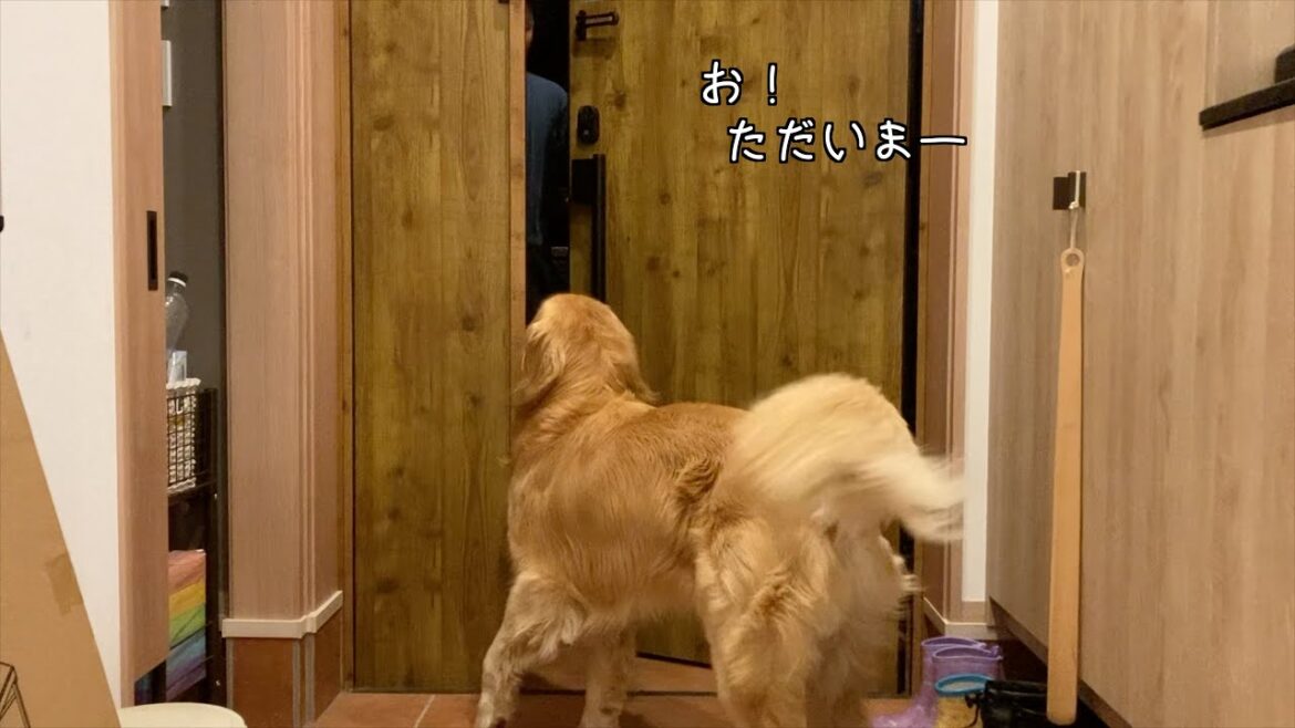 パパが帰ってくるのを、ずっと玄関で待っててくれる愛犬【ゴールデンレトリバー】