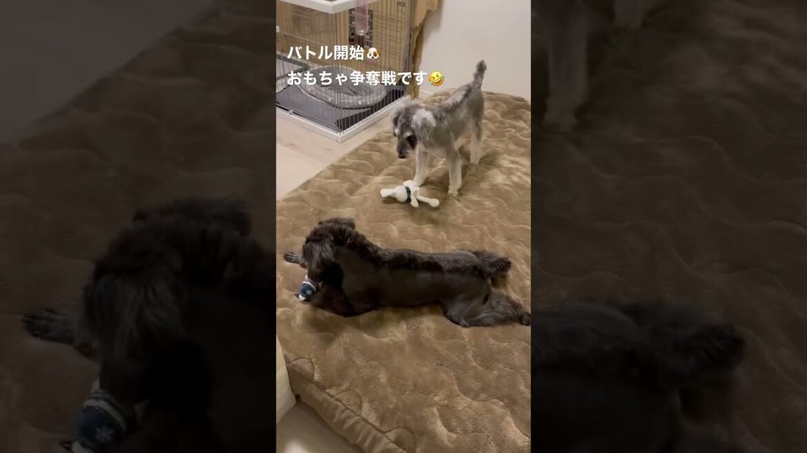 【れおぱおチャンネル】お互い好きなおもちゃが一緒🐶 仲良く遊ぶんだよー🤣【シュナウザー】