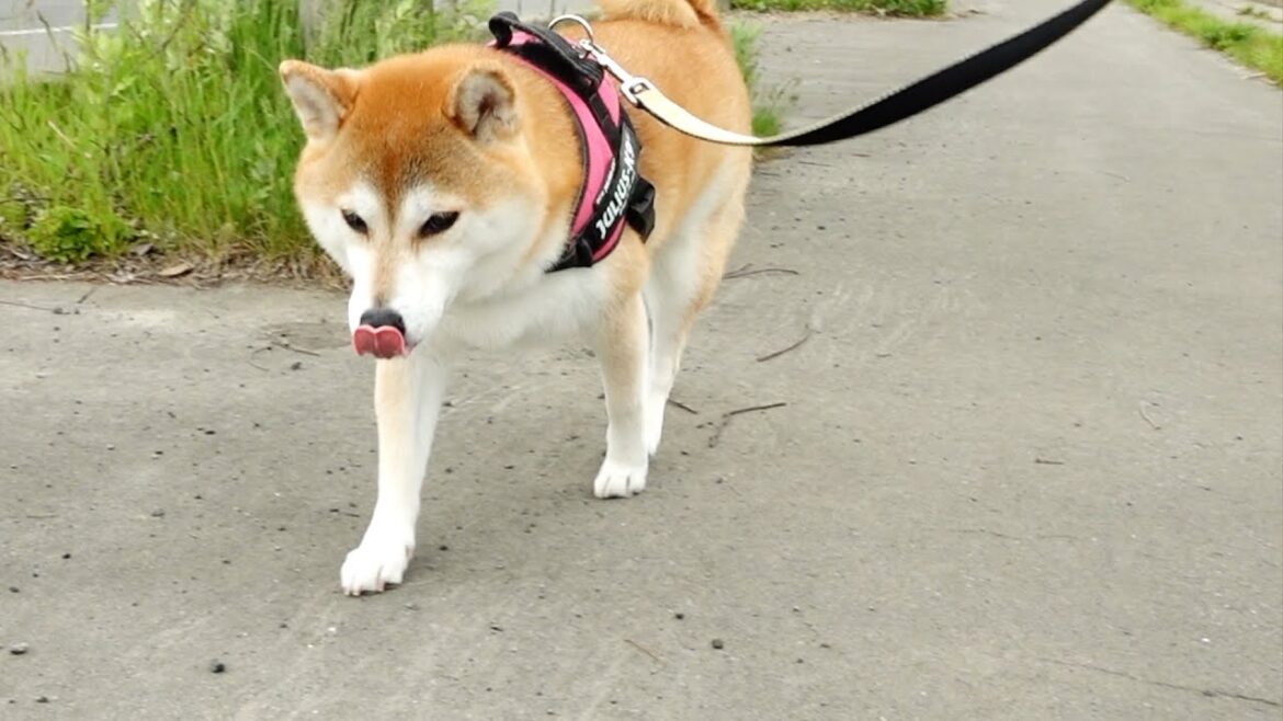 元気な柴犬と柴犬パパの取り越し苦労 元気な柴犬と柴犬パパの取り越し苦労