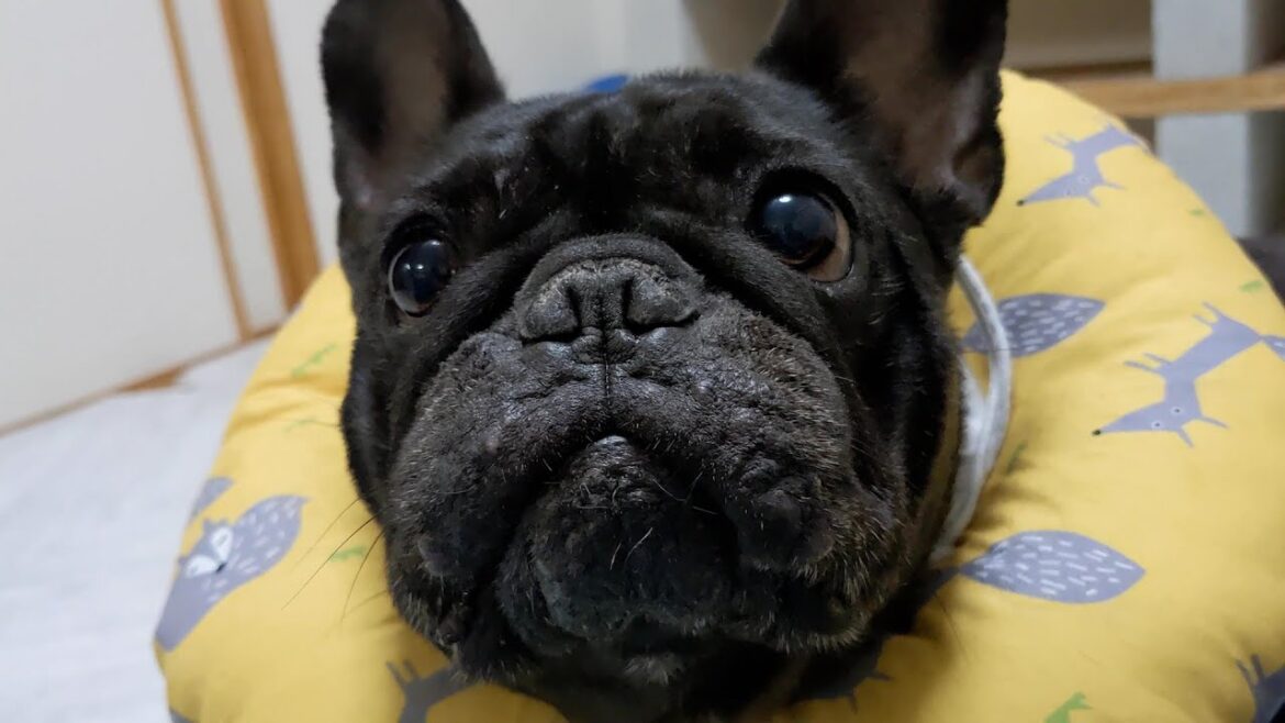 【失敗】愛犬に合わない時がある