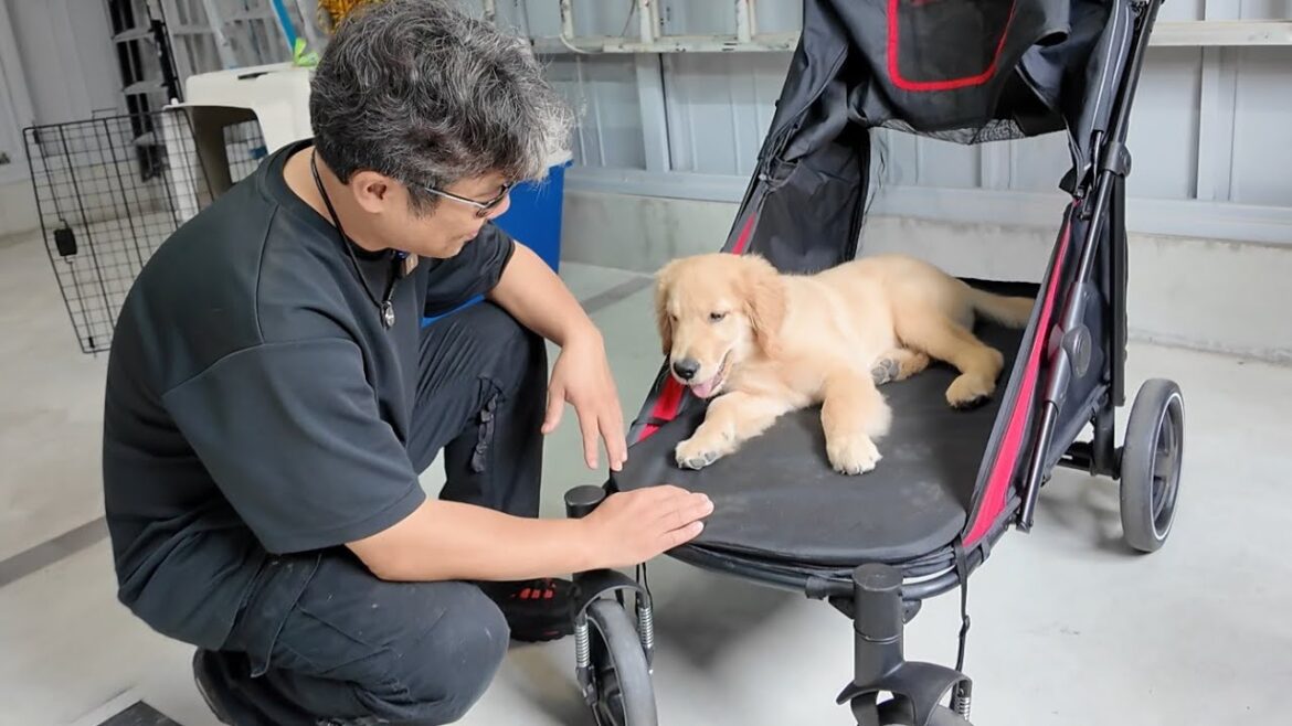 凄く不思議なんです。知らないはずの先代犬の真似をする子犬。【Golden Retriever japan】