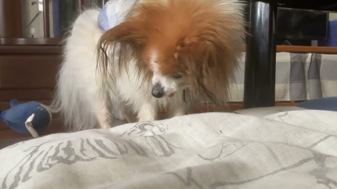 パピヨンの日常