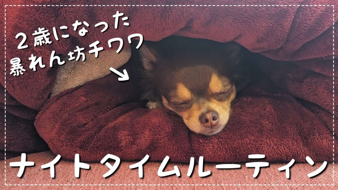 【チワワの平日】2歳になった暴れん坊チワワのナイトタイムルーティン♪お散歩に行けない夜はどう過ごしてる?【チワワ】【チョコタン】 【チワワの平日】2歳になった暴れん坊チワワのナイトタイムルーティン♪お散歩に行けない夜はどう過ごしてる?【チワワ】【チョコタン】