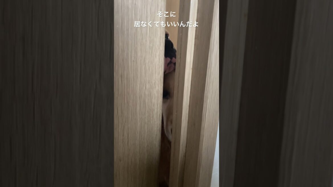 飼い主🚽中なんですよ　ゴールデンレトリバー　ボクサー犬