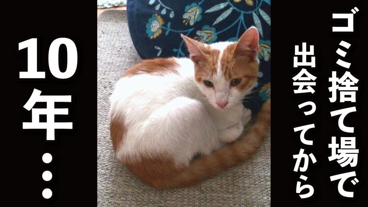 【甘えんぼ猫】ゴミ捨て場で泣いていた猫が10歳になりました
