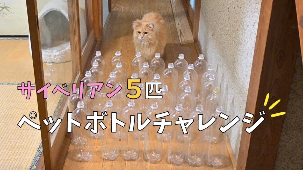 サイベリアンの親子！ペットボトルのステージクリアなるか！【多頭飼い】