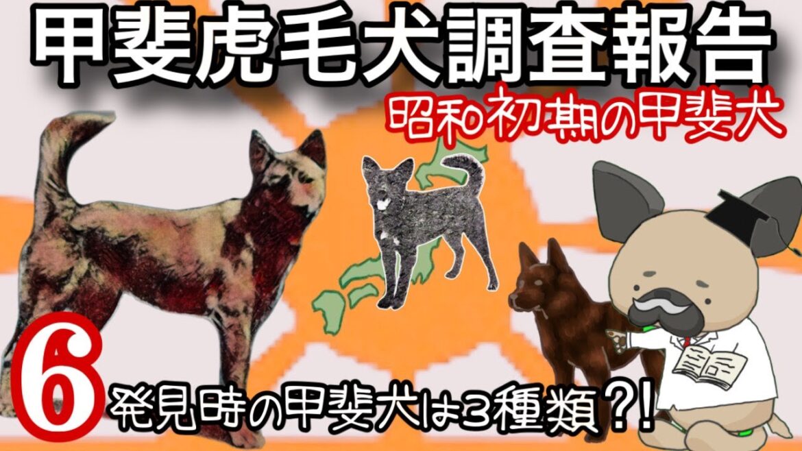 甲斐犬は３種類いた⁉︎〜昭和初期の甲斐虎毛犬調査報告〜甲斐犬６