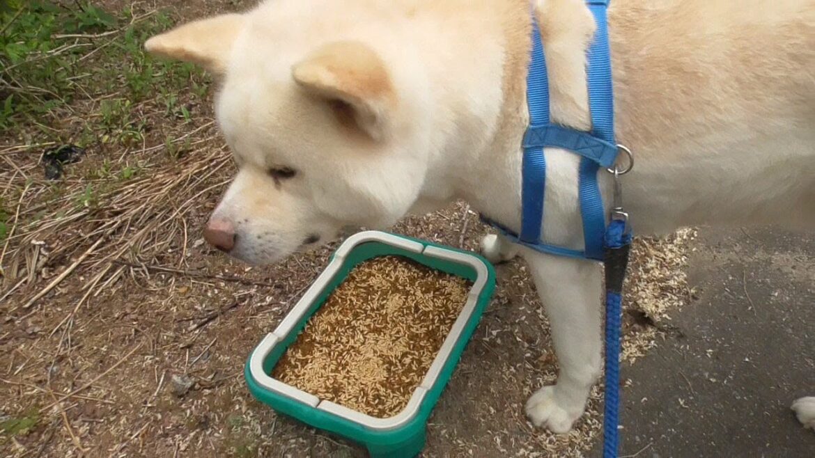 【秋田犬ゆうき】犬が食べる草を飼い主が植えてくれた♪と思っていたら種は十年以上前のモノでした【akita dog】