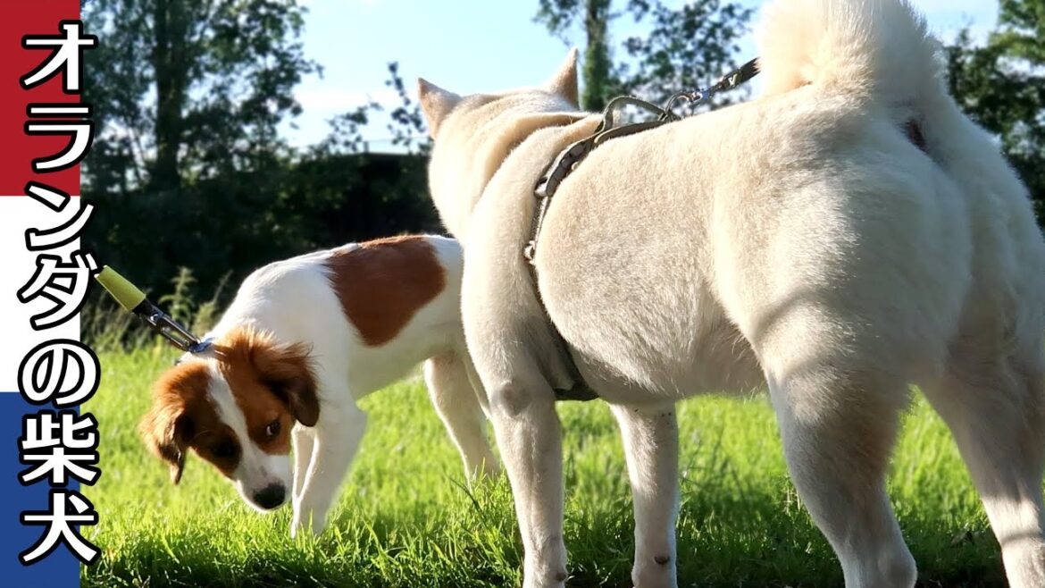 柴犬柿丸 元気なコーイケルホンディエのパピちゃんと 大人の対応をした柴犬【オランダ / 環境音 / 4K】Kaki-Maru the Shiba Inu