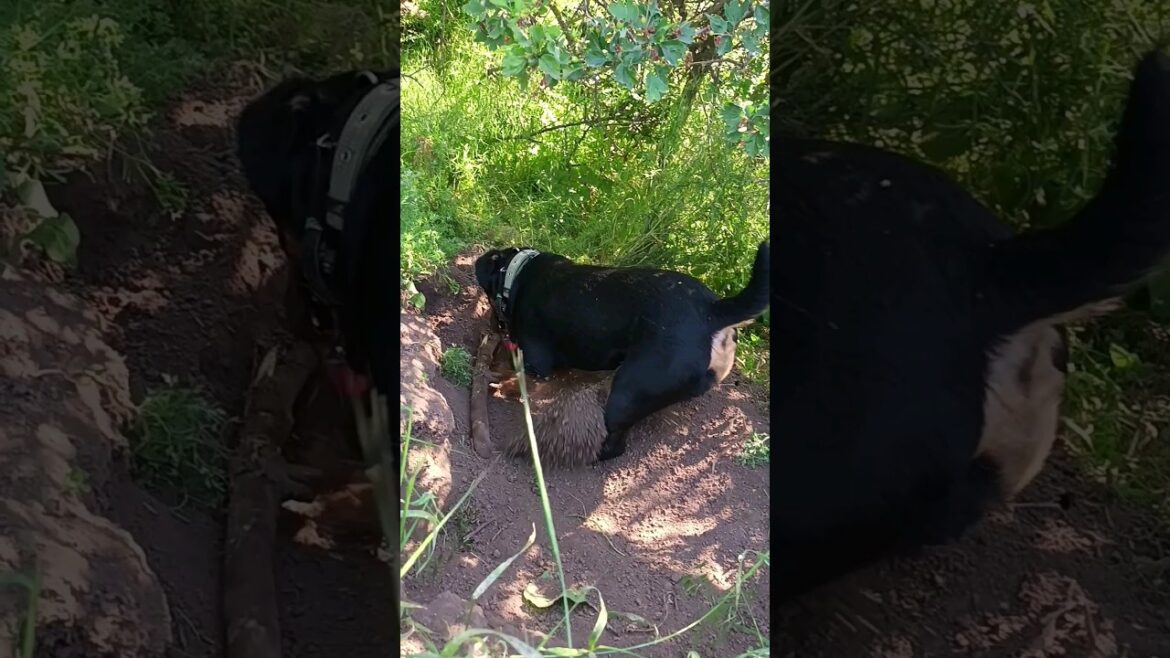 ⚡Рубик⚡ палка земля любимки ягдтерьер jagdterrier собака stick